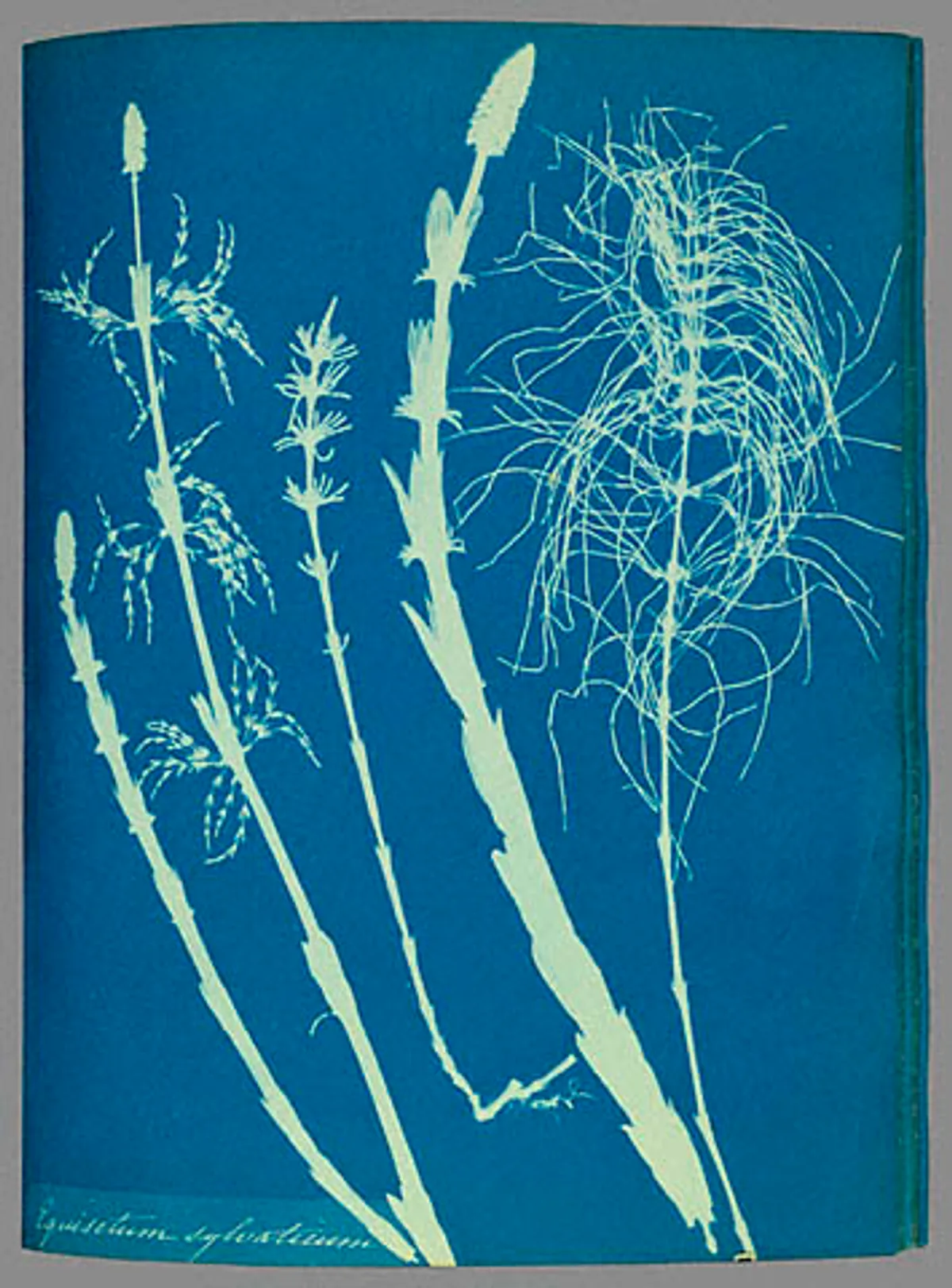 Prêle des bois Equisetum sylvaticum (1853)